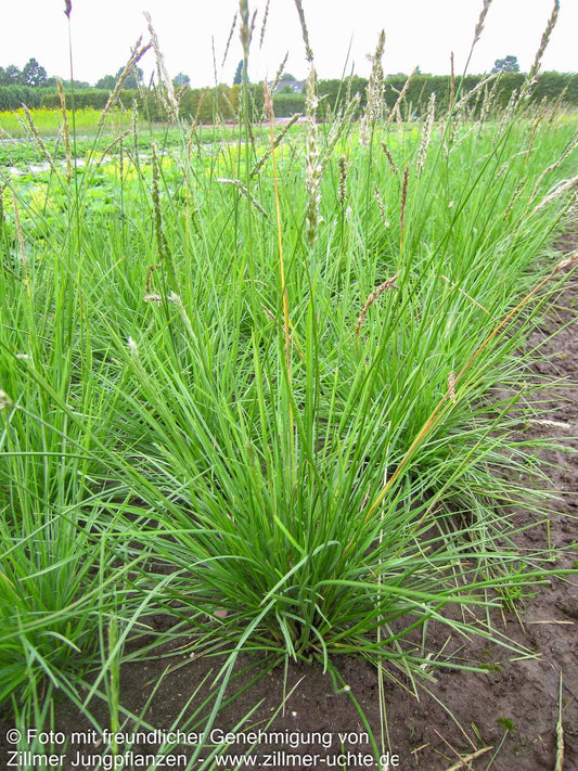 Herbst-Blaugras (Sesleria autumnalis)