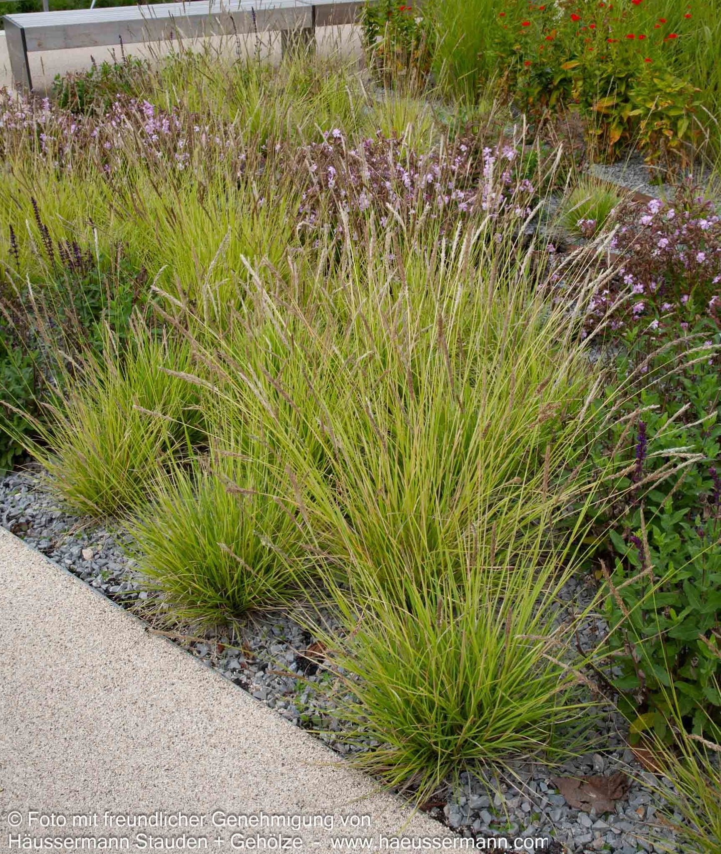 Herbst-Blaugras (Sesleria autumnalis)