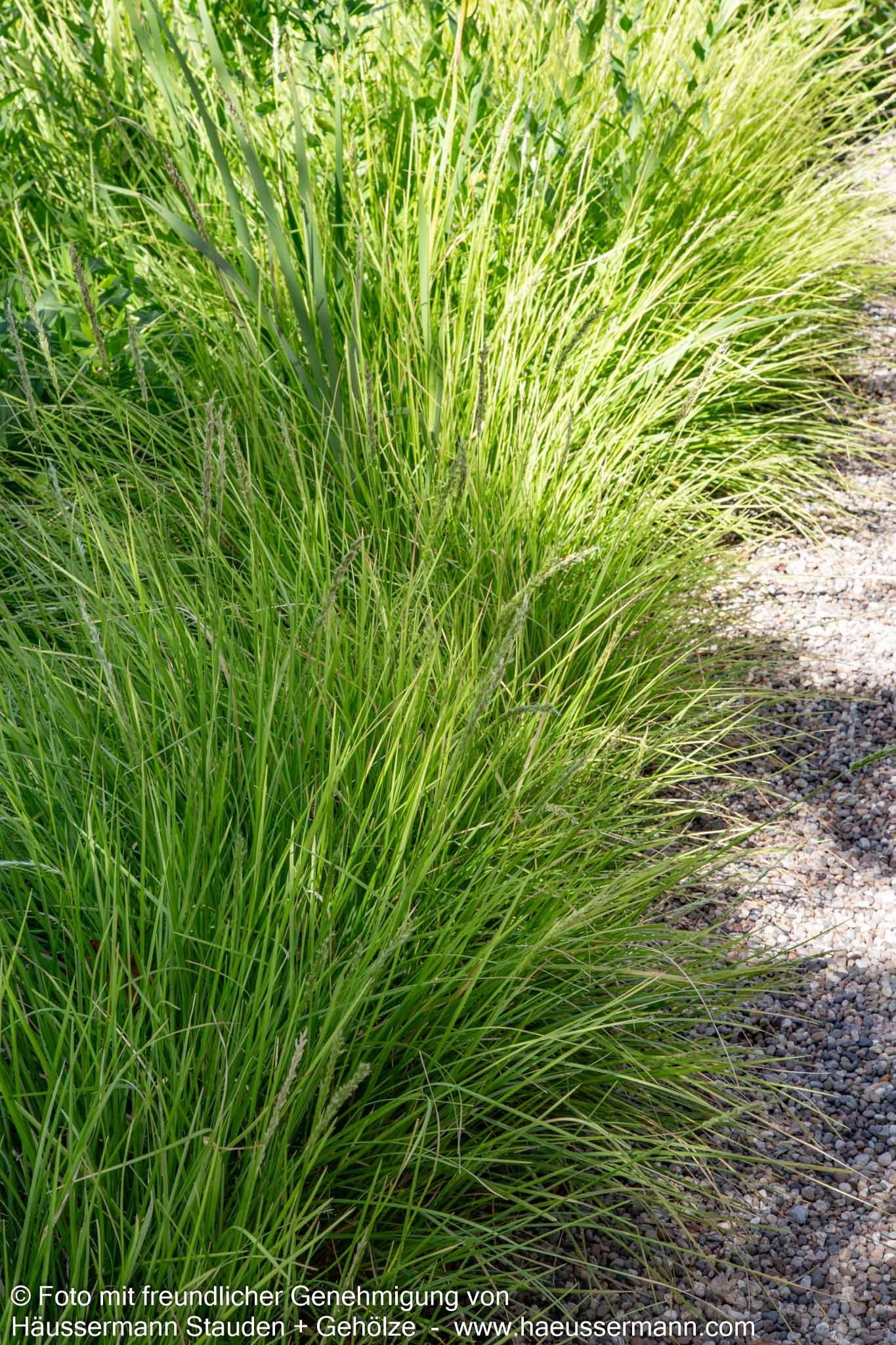 Herbst-Blaugras (Sesleria autumnalis)
