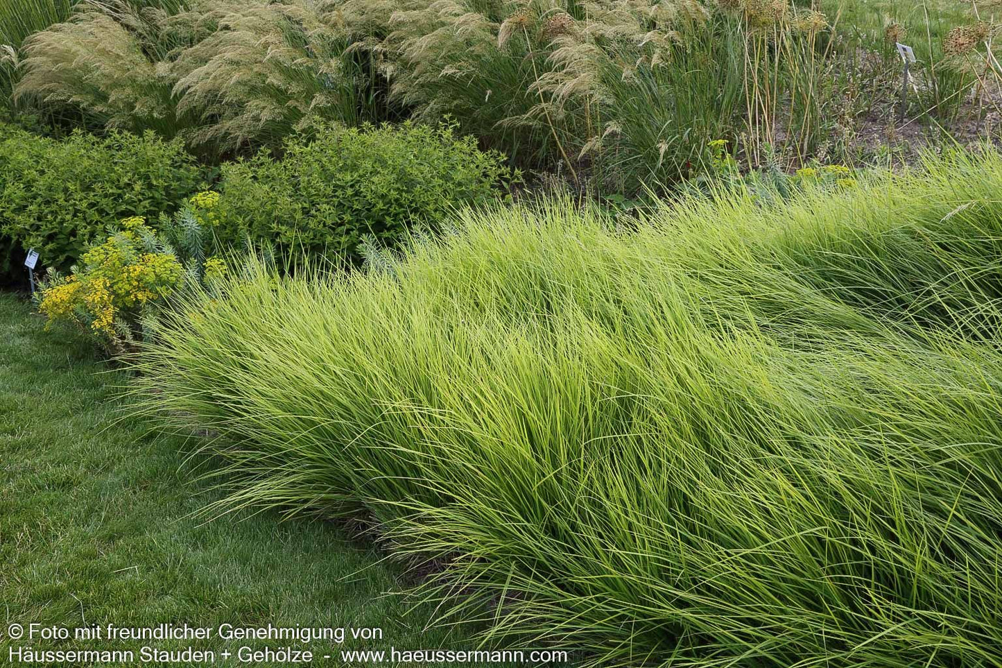 Herbst-Blaugras (Sesleria autumnalis)