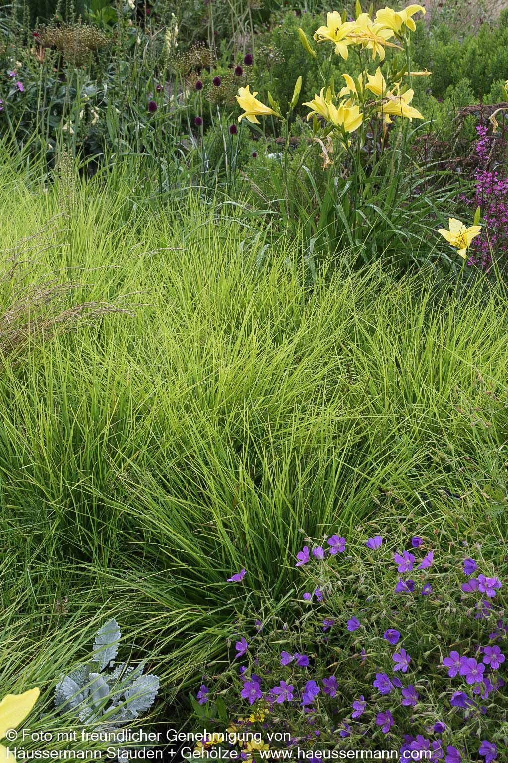 Herbst-Blaugras (Sesleria autumnalis)