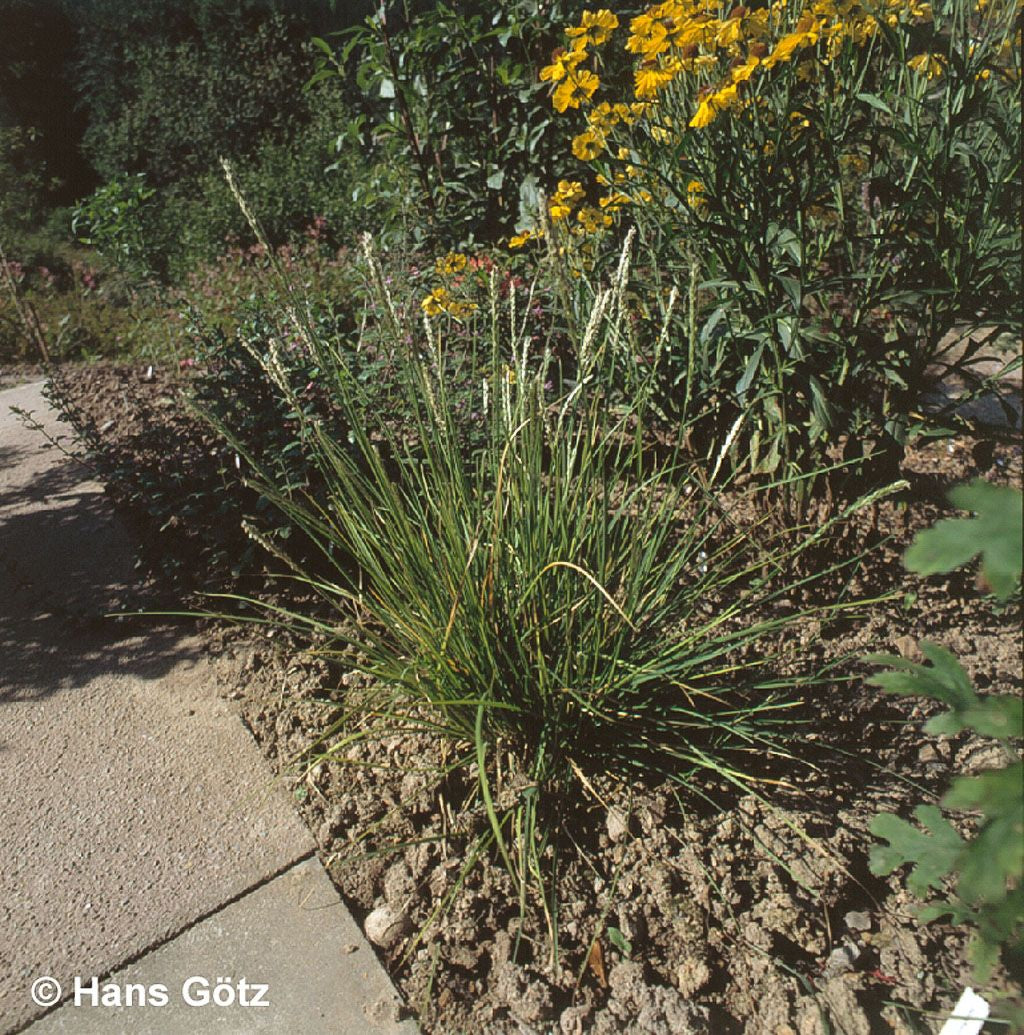 Herbst-Blaugras (Sesleria autumnalis)