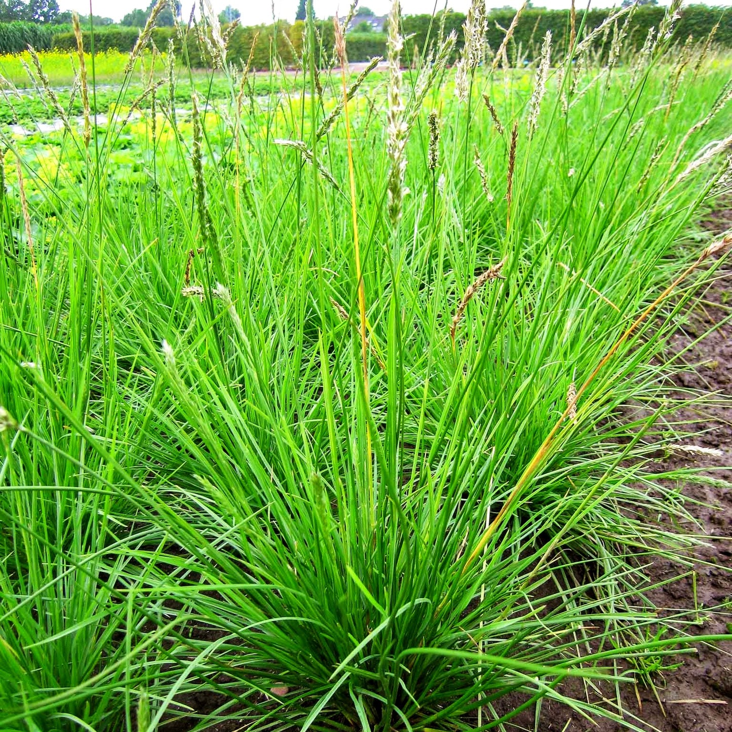 Herbst-Blaugras (Sesleria autumnalis)