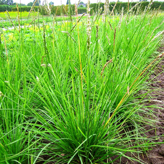 Herbst-Blaugras (Sesleria autumnalis)