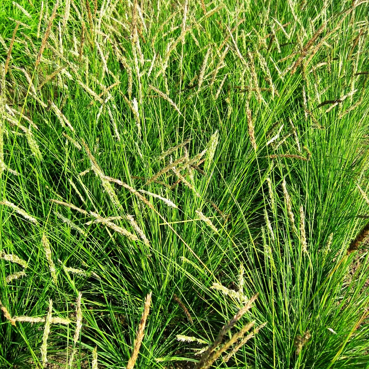 Herbst-Blaugras (Sesleria autumnalis)