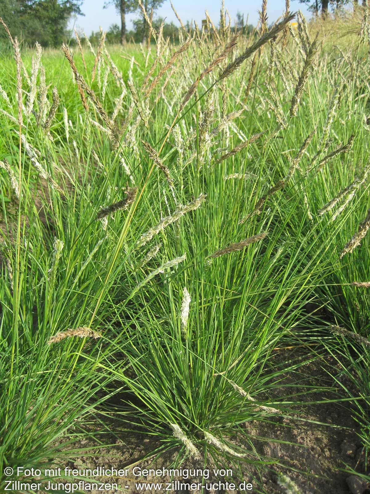 Herbst-Blaugras (Sesleria autumnalis)