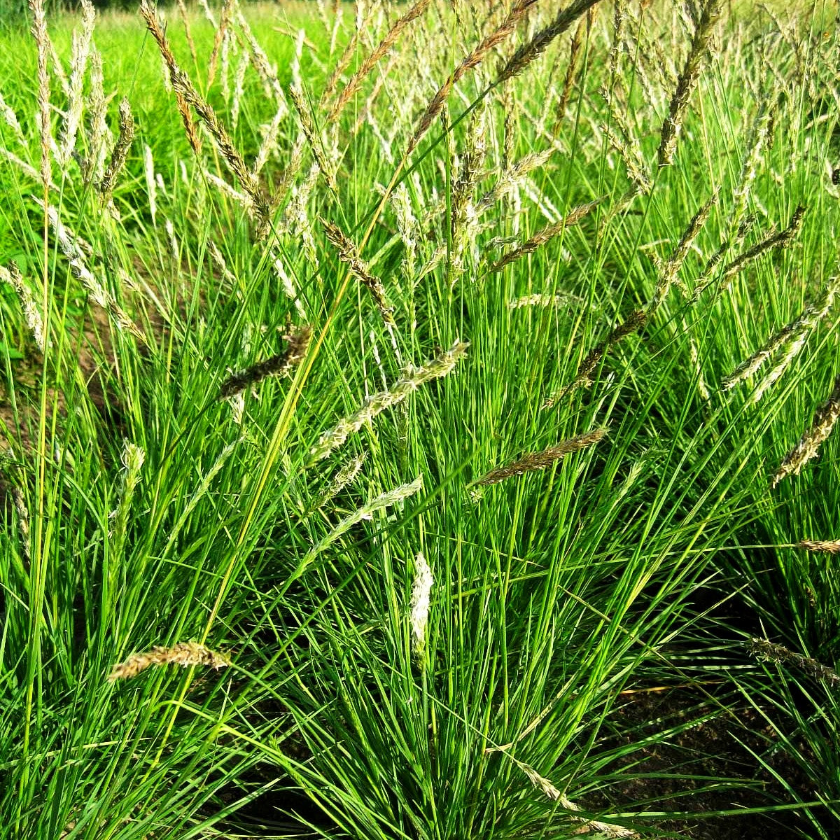 Herbst-Blaugras (Sesleria autumnalis)