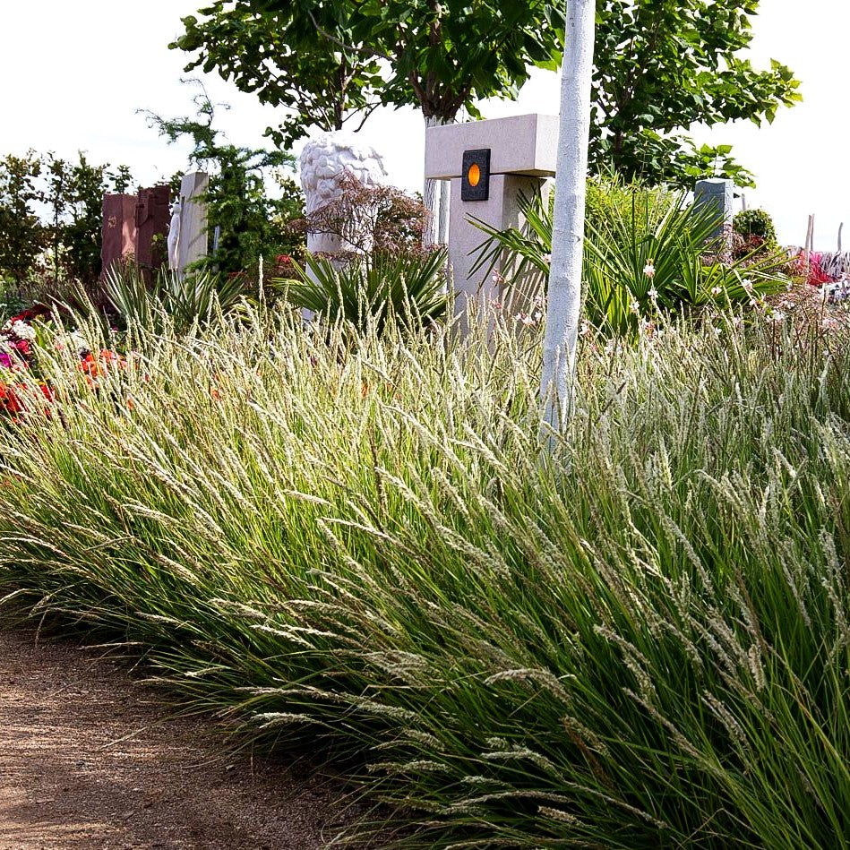 Herbst-Blaugras (Sesleria autumnalis)