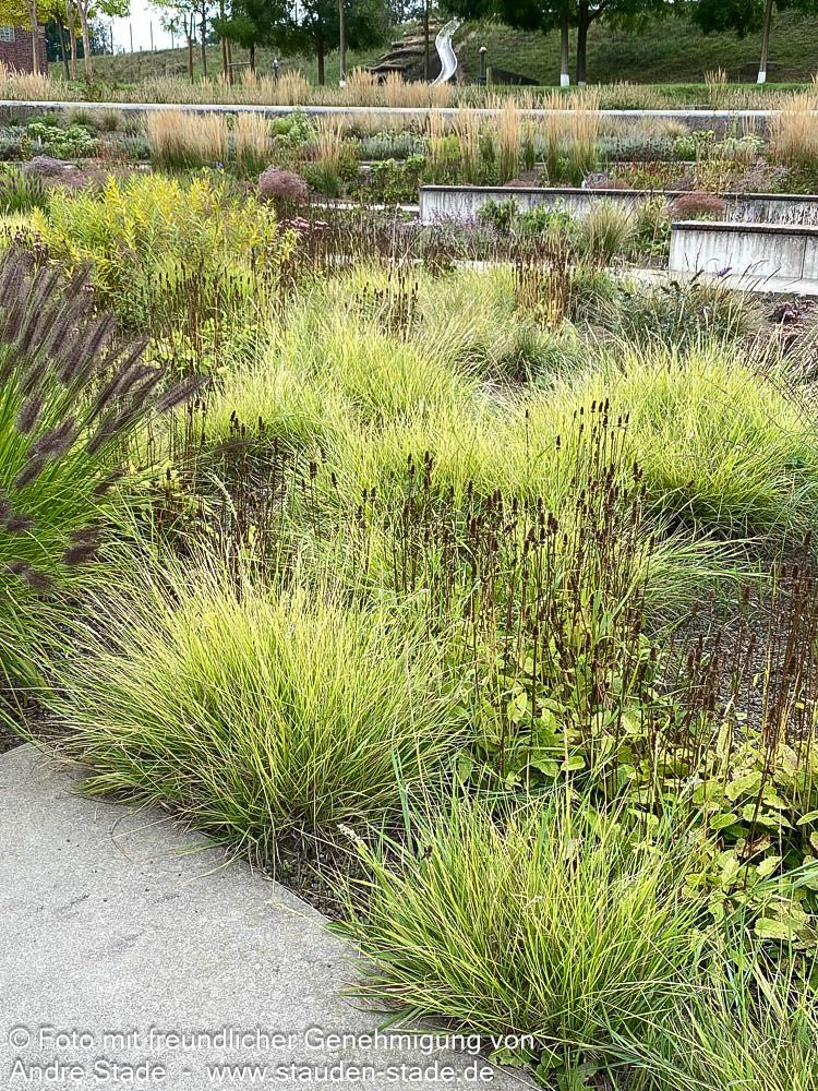 Herbst-Blaugras (Sesleria autumnalis)