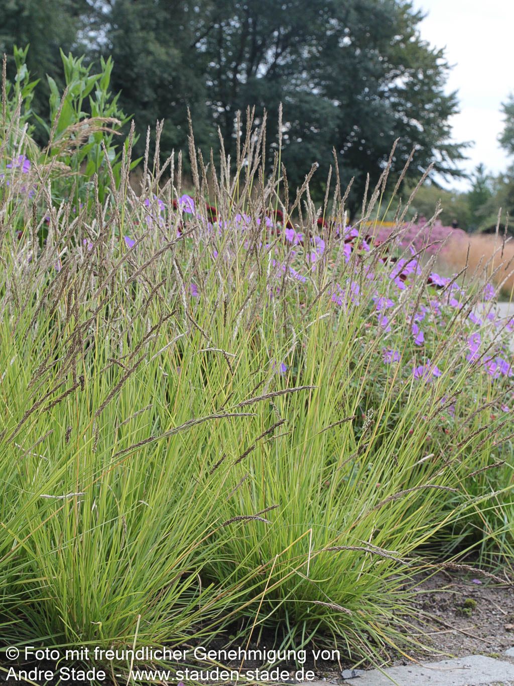 Herbst-Blaugras (Sesleria autumnalis)