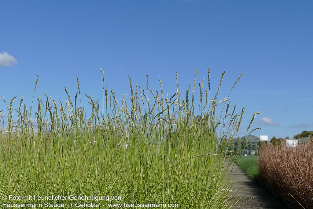 Herbst-Blaugras (Sesleria autumnalis)