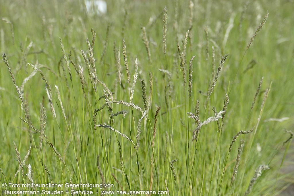 Herbst-Blaugras (Sesleria autumnalis)