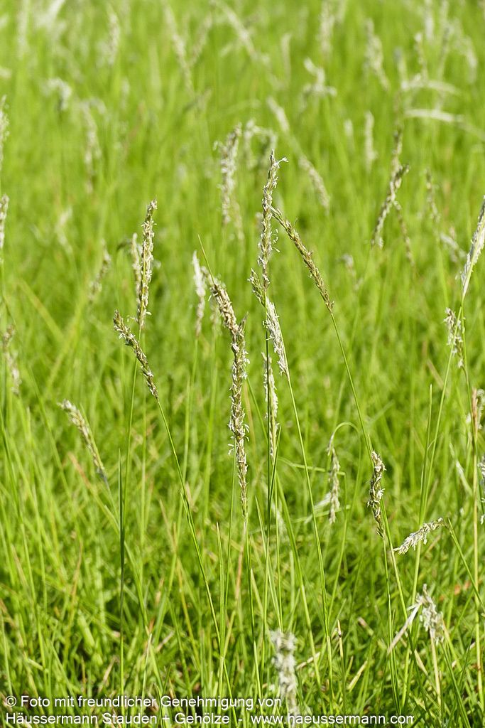 Herbst-Blaugras (Sesleria autumnalis)