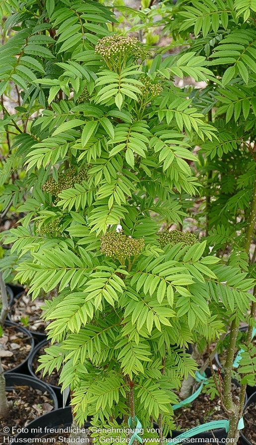 Herbst-Eberesche 'Autumn Spire' (Sorbus aucuparia)