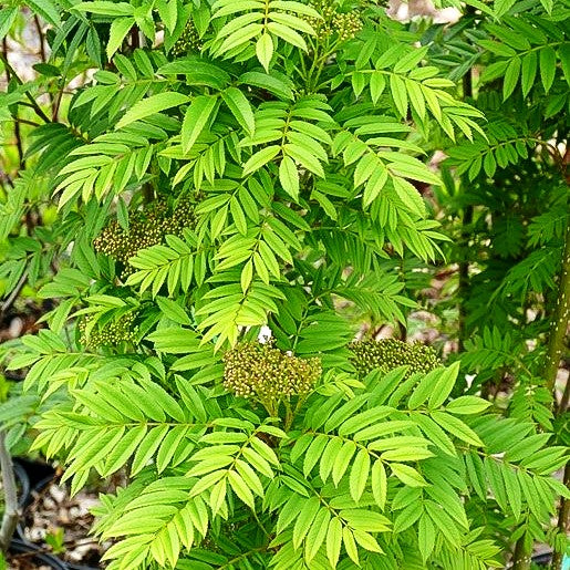 Herbst-Eberesche 'Autumn Spire' (Sorbus aucuparia)