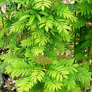 Herbst-Eberesche 'Autumn Spire' (Sorbus aucuparia)