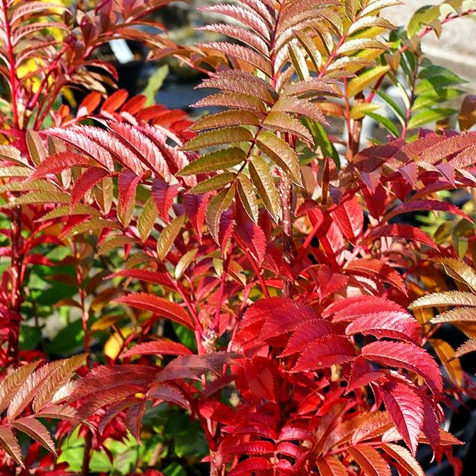 Herbst-Eberesche 'Autumn Spire' (Sorbus aucuparia)