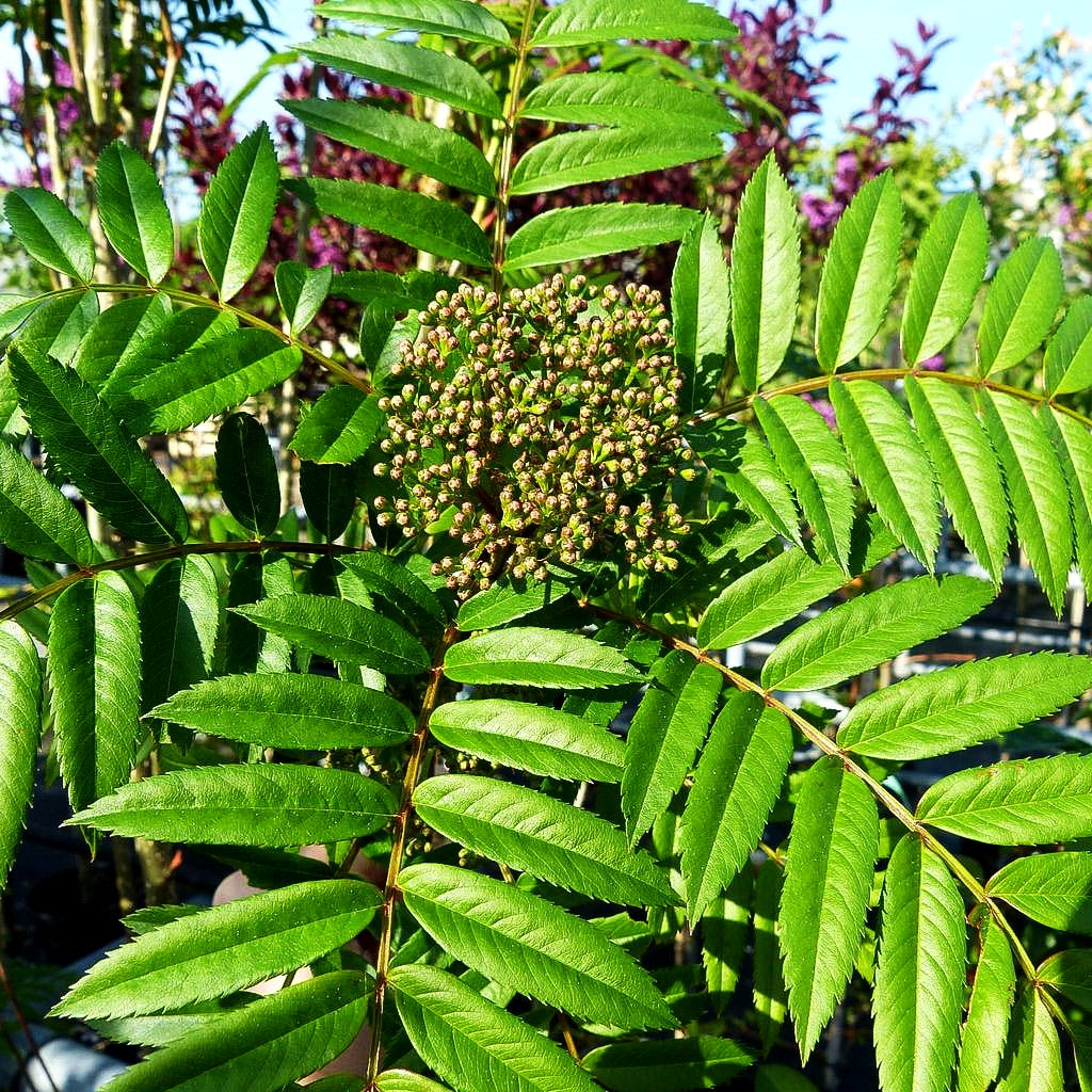 Herbst-Eberesche 'Autumn Spire' (Sorbus aucuparia)