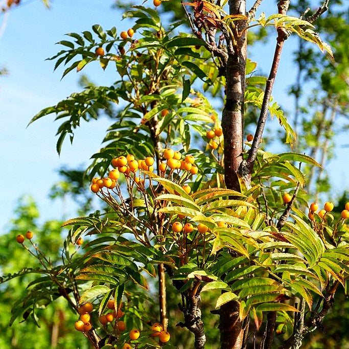 Herbst-Eberesche 'Autumn Spire' (Sorbus aucuparia)