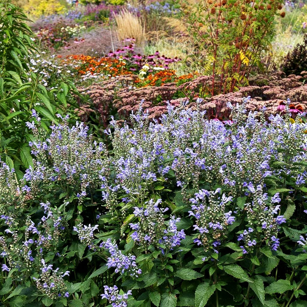 Herbst-Helmkraut (Scutellaria incana)
