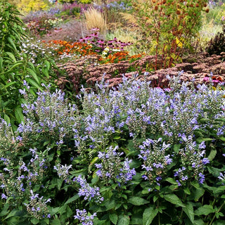 Herbst-Helmkraut (Scutellaria incana)