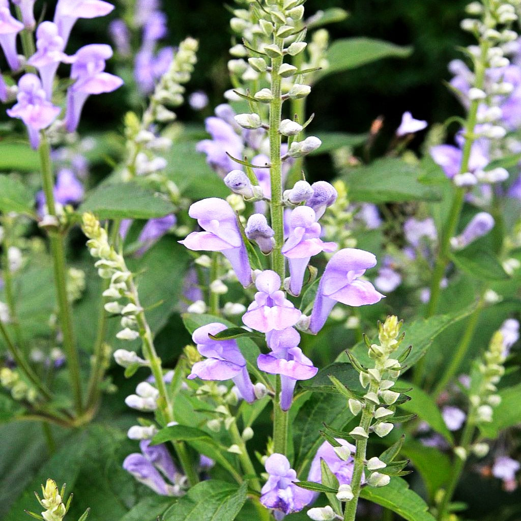 Herbst-Helmkraut (Scutellaria incana)