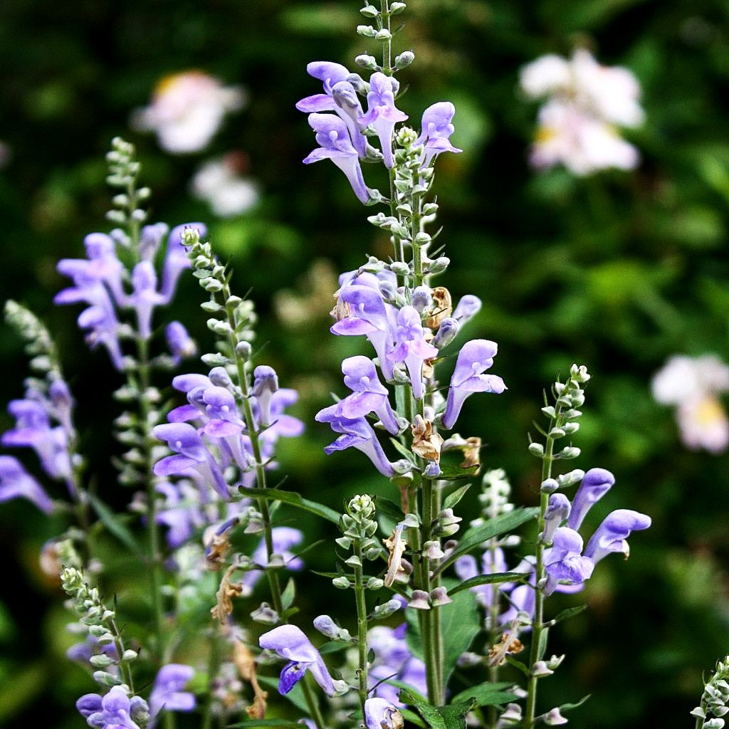 Herbst-Helmkraut (Scutellaria incana)