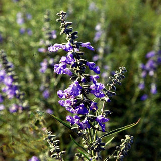 Herbst-Salbei, Prärie-Salbei 'Grandiflora' (Salvia azurea)