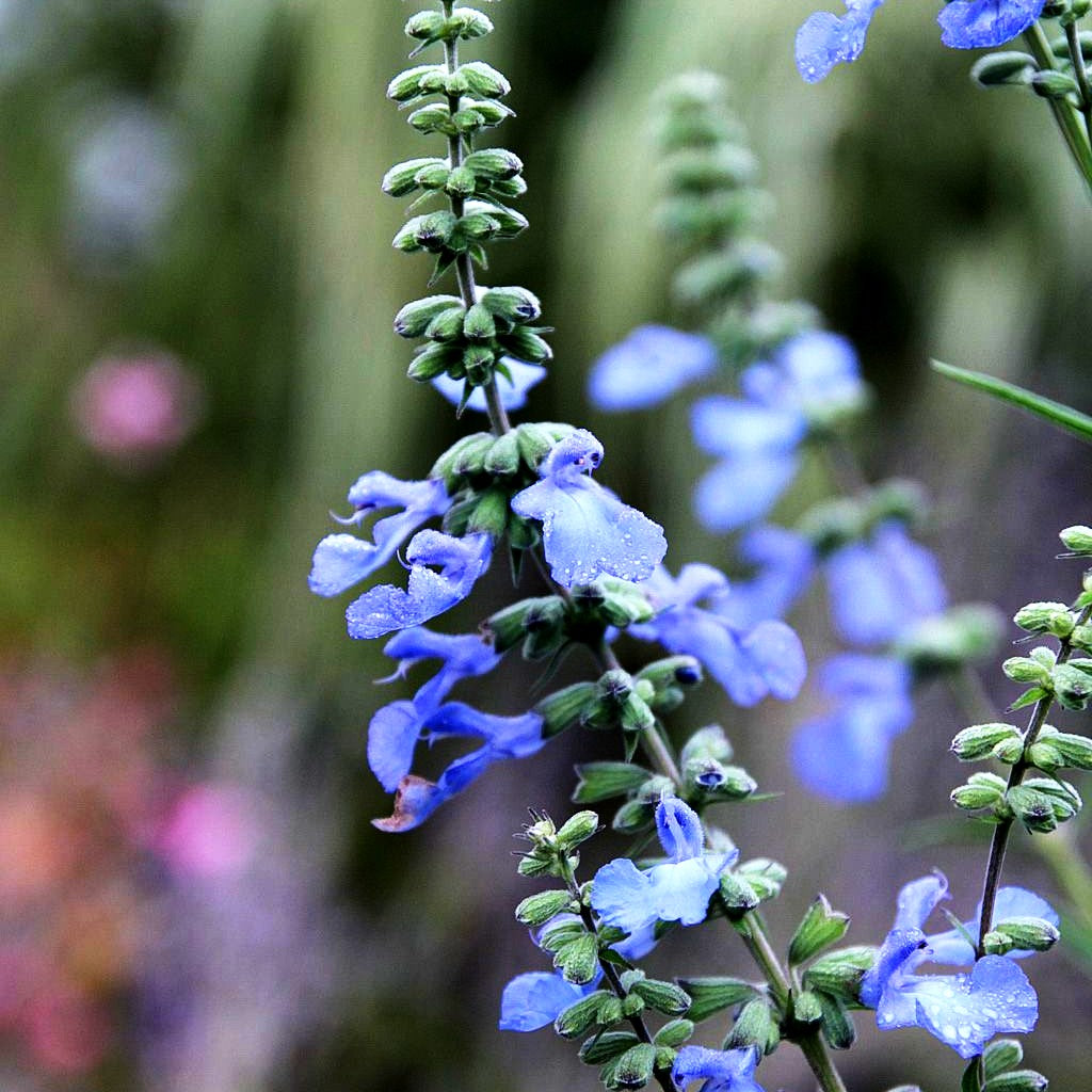 Herbst-Salbei, Prärie-Salbei 'Grandiflora' (Salvia azurea)