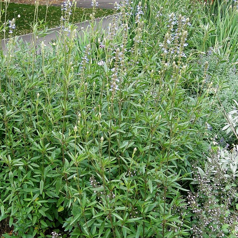 Herbst-Salbei, Prärie-Salbei 'Grandiflora' (Salvia azurea)