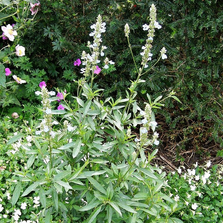 Herbst-Salbei, Prärie-Salbei 'Grandiflora' (Salvia azurea)