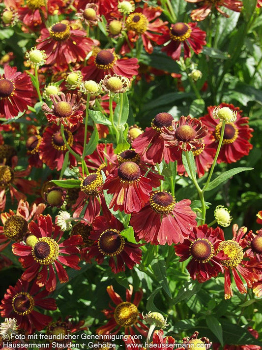 Herbst-Sonnenbraut 'Helena Red' (Helenium autumnale ,)