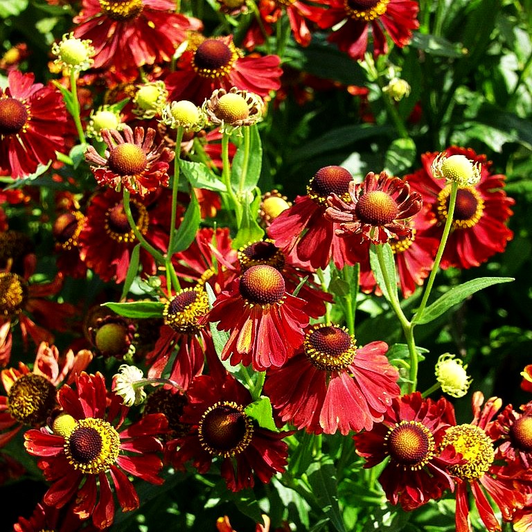 Herbst-Sonnenbraut 'Helena Red' (Helenium autumnale)