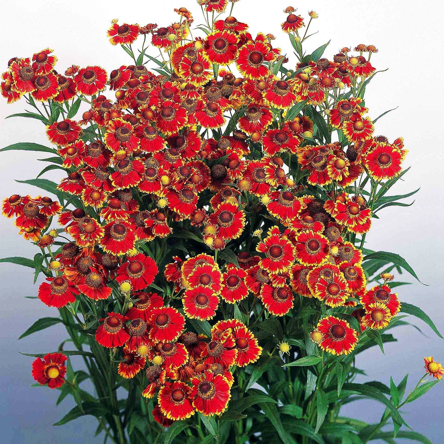 Herbst-Sonnenbraut 'Helena Red' (Helenium autumnale)