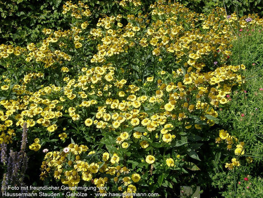 Herbst-Sonnenbraut 'Helena Yellow' (Helenium autumnale ,)