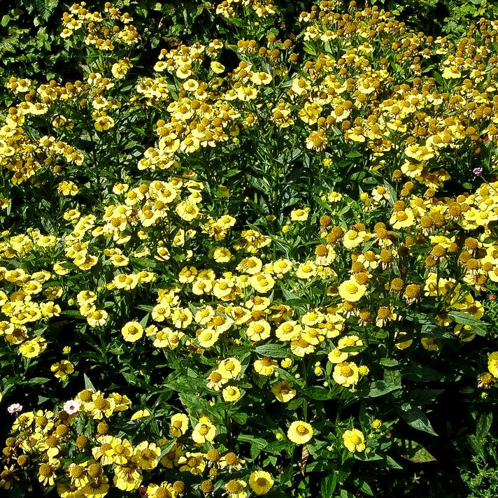 Herbst-Sonnenbraut 'Helena Yellow' (Helenium autumnale)