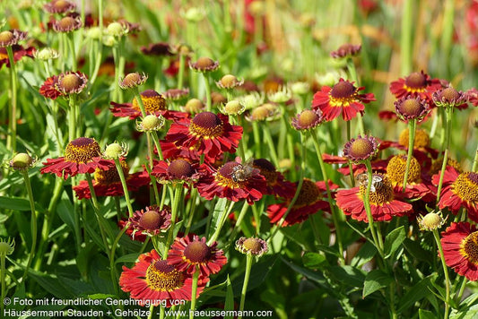 Herbst-Sonnenbraut 'Siesta' (Helenium autum. Mariachi-Ser.)