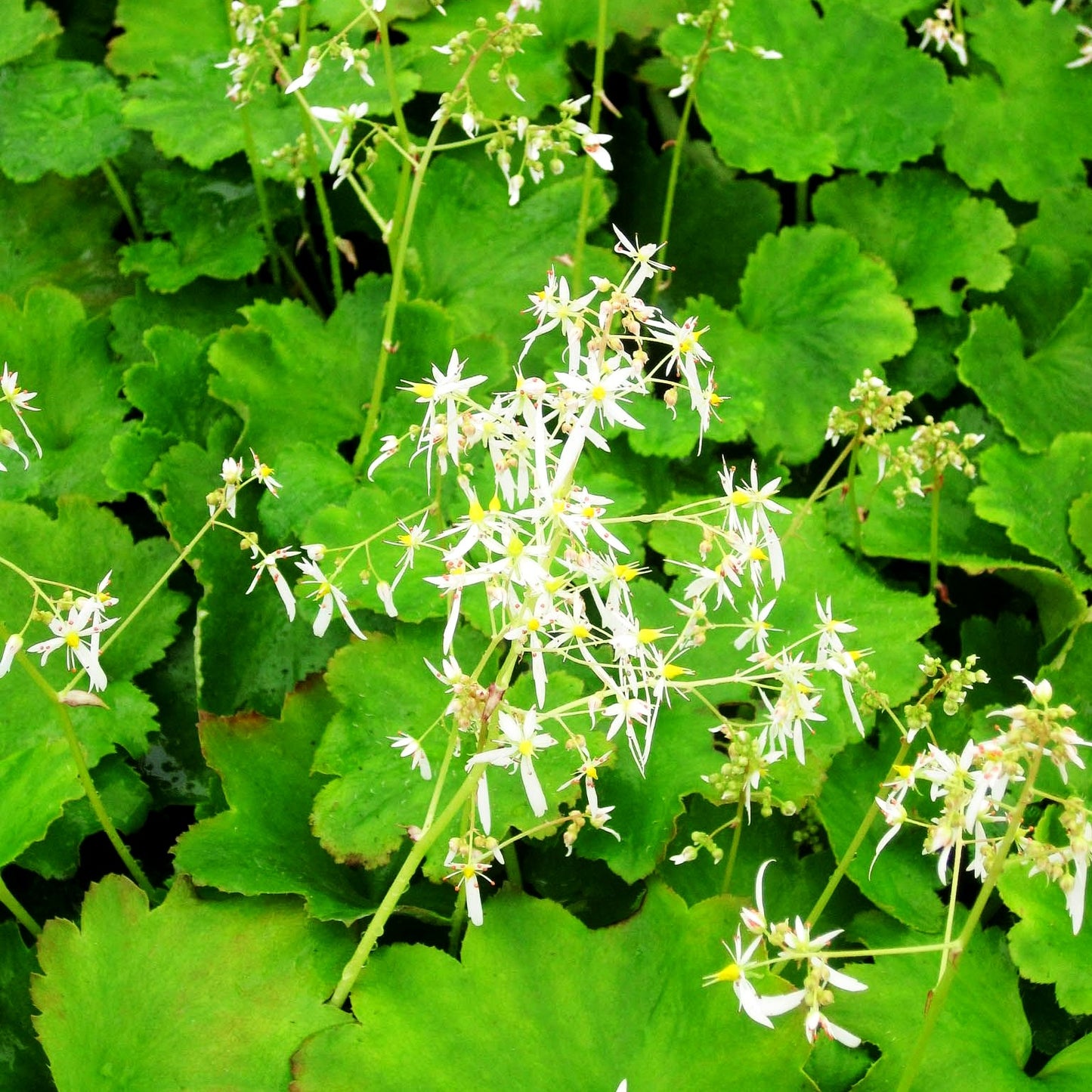 Herbst-Steinbrech 'Maigrün' (Saxifraga fortunei)
