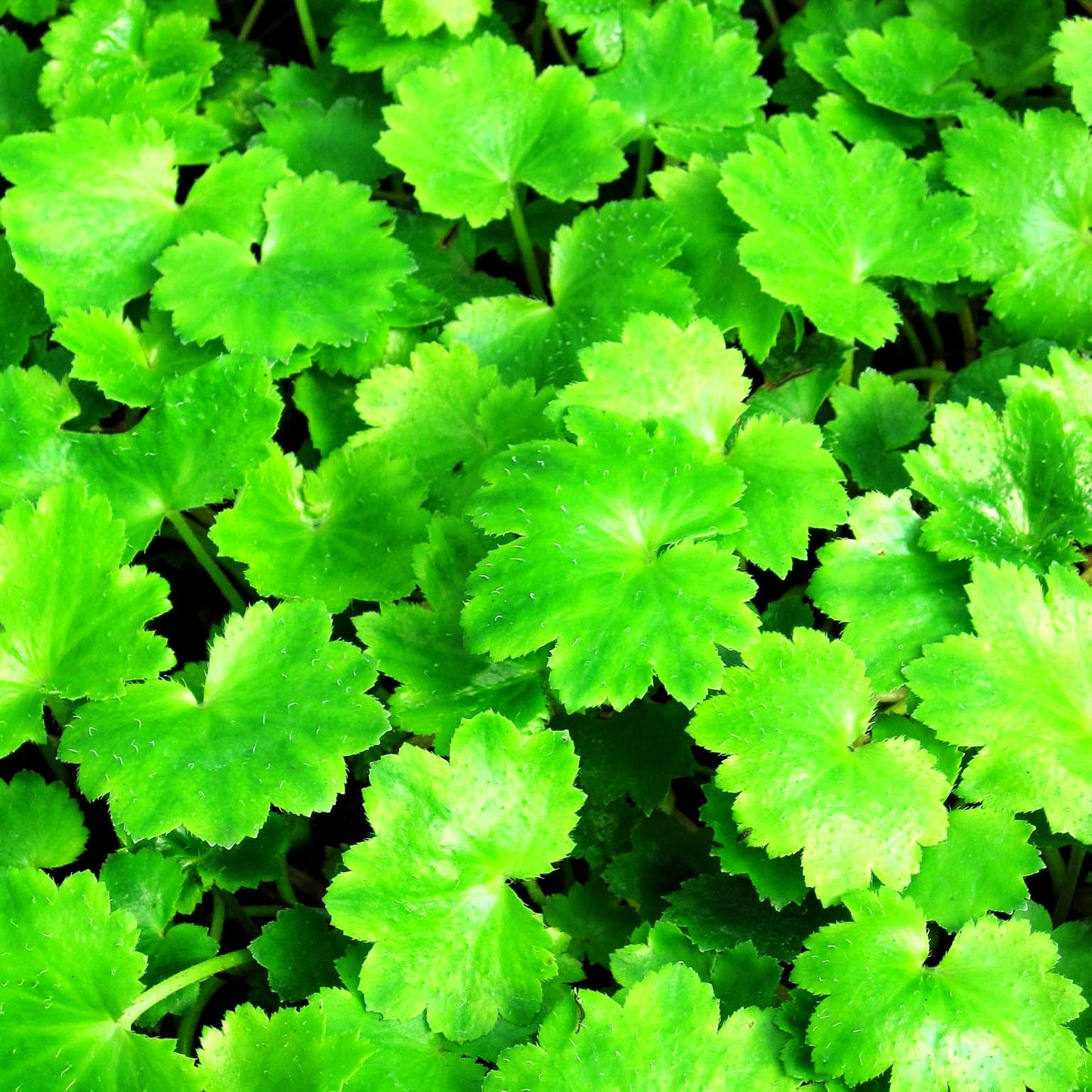 Herbst-Steinbrech 'Maigrün' (Saxifraga fortunei)