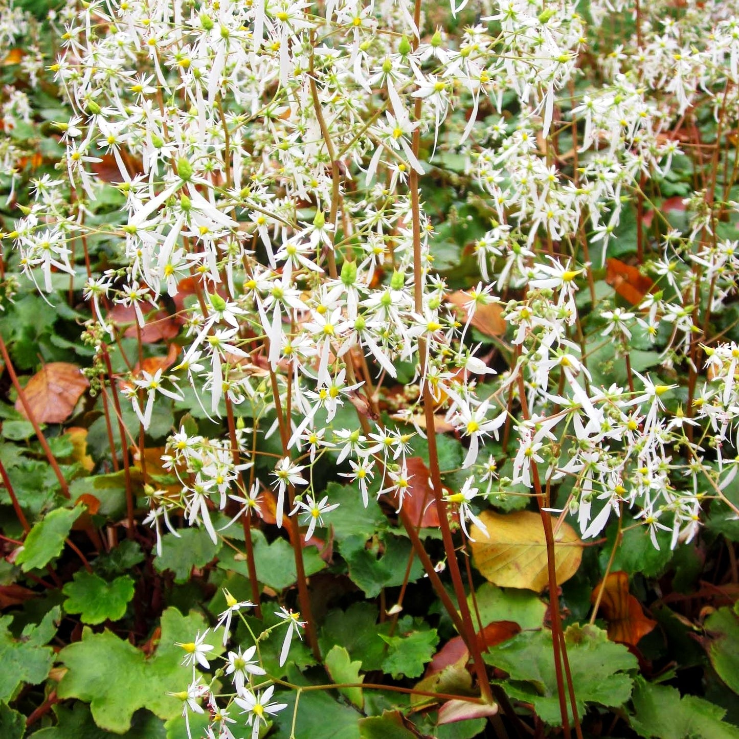 Herbst-Steinbrech (Saxifraga fortunei)