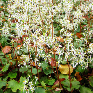 Herbst-Steinbrech (Saxifraga fortunei)