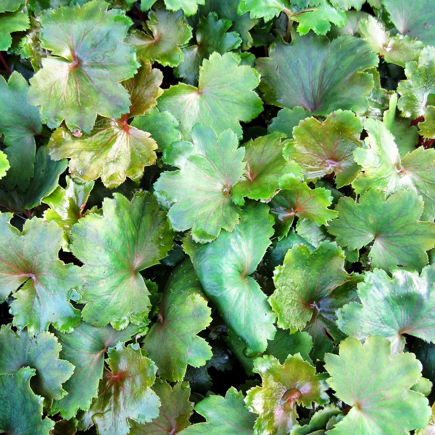 Herbst-Steinbrech (Saxifraga fortunei)