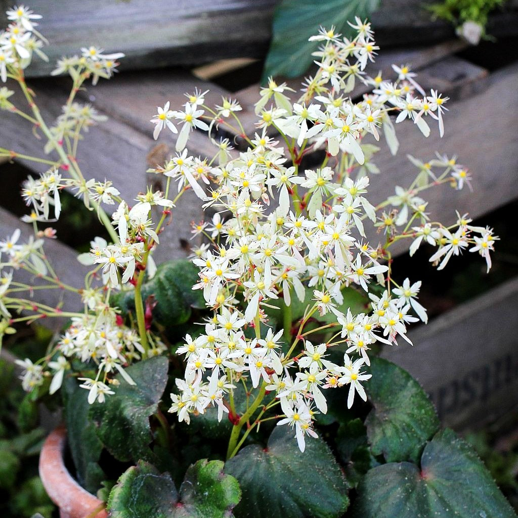 Herbst-Steinbrech (Saxifraga fortunei)