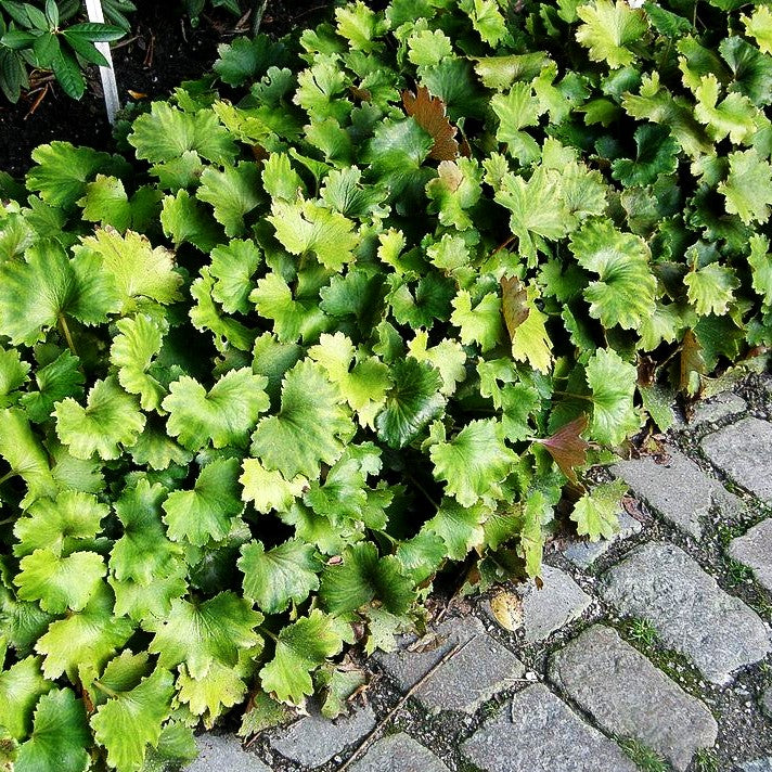 Herbst-Steinbrech (Saxifraga fortunei)