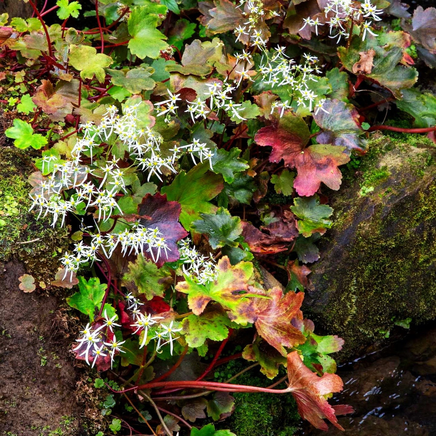 Herbst-Steinbrech (Saxifraga fortunei)