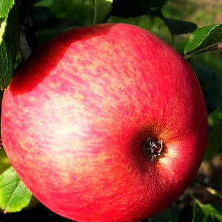 Herbstapfel 'Ahrista' (Malus)
