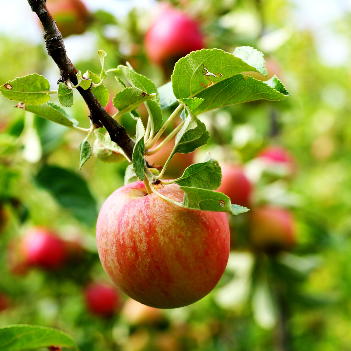 Herbstapfel 'Ahrista' (Malus)