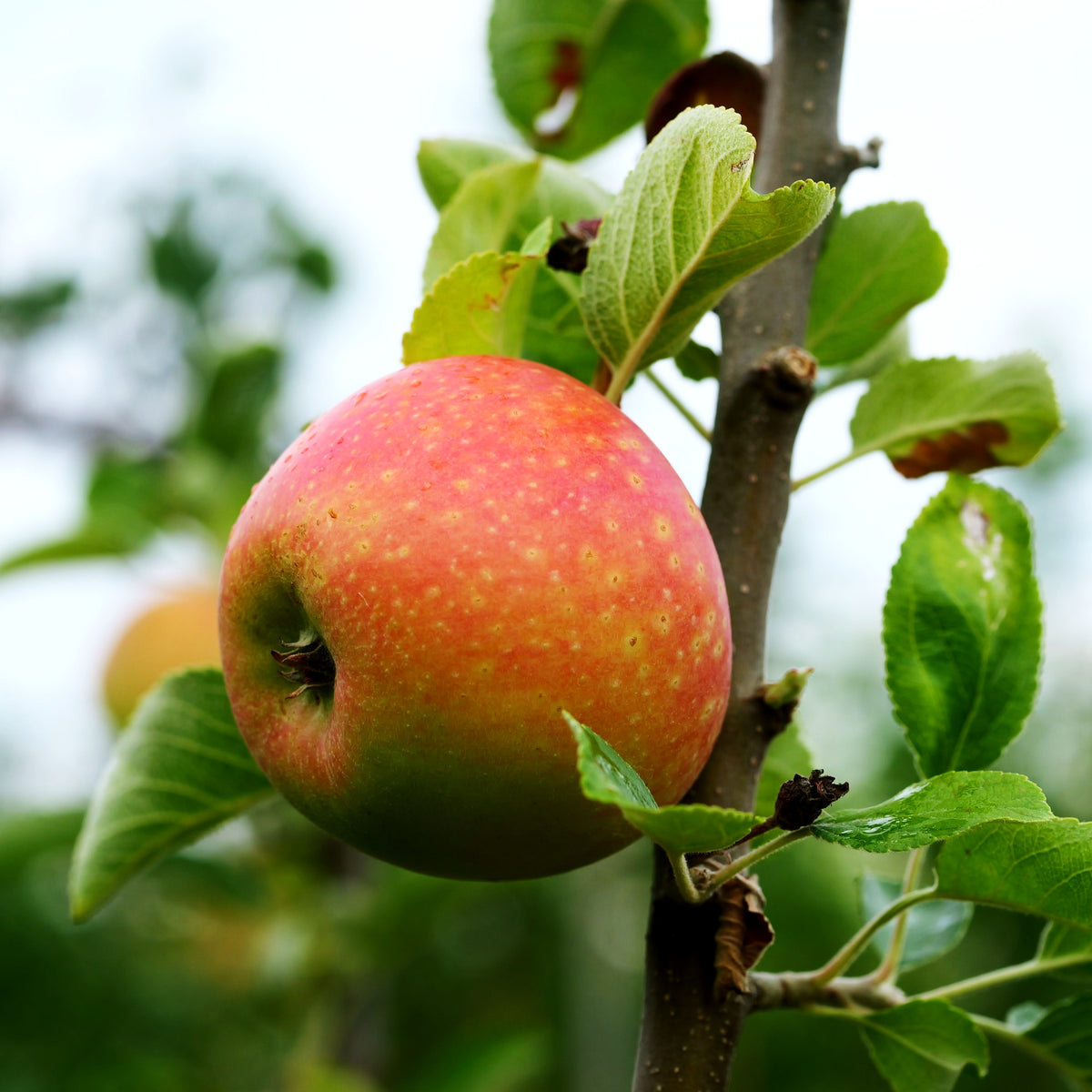 Herbstapfel 'Alkmene' (Malus)