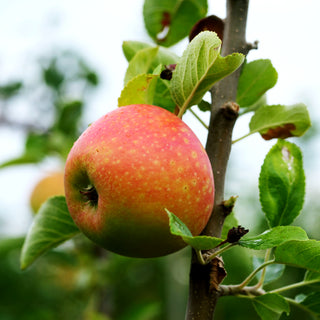 Herbstapfel 'Alkmene' (Malus)