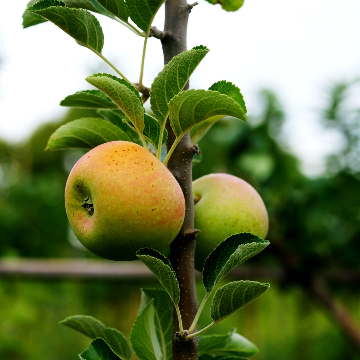 Herbstapfel 'Alkmene' (Malus)